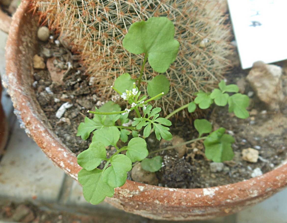 Cardamine occulta Hornem.